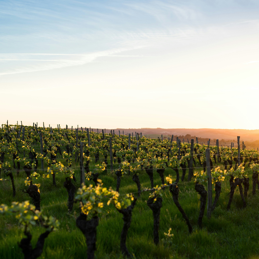 Le Figaro Vin : «C’est presque trop bon pour un cubi !» : ces vins en «BIB» qui ont séduit les cavistes